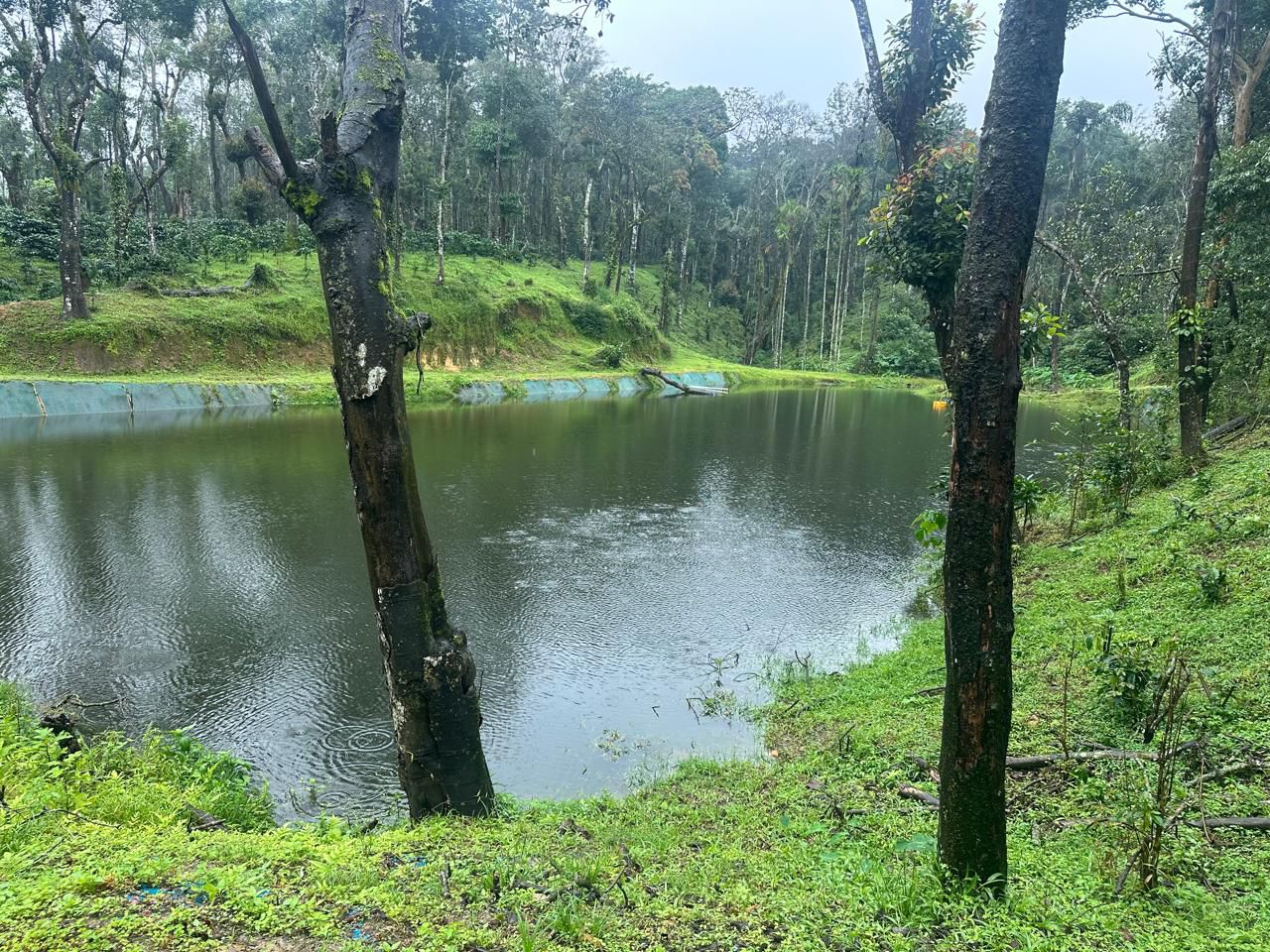 🏡 40 Acres Plantation for Sale – Arehally area 